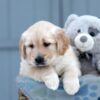 Image of Willow, a Golden Retriever puppy