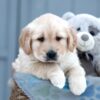 Image of Willow, a Golden Retriever puppy