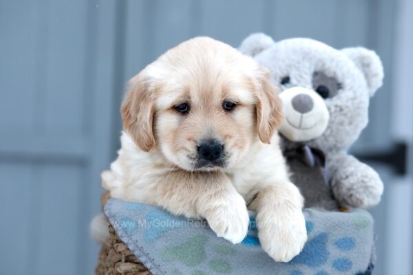 Image of Willow, a Golden Retriever puppy