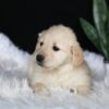 Image of Abby, a Golden Retriever puppy