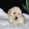 Image of Abby, a Golden Retriever puppy