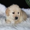 Image of Abby, a Golden Retriever puppy