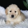 Image of Abby, a Golden Retriever puppy