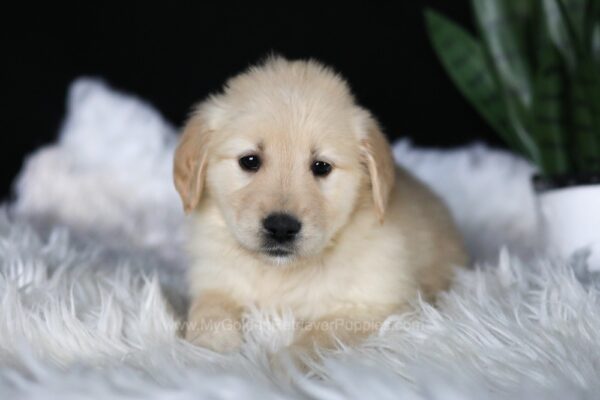 Image of Abby, a Golden Retriever puppy