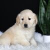 Image of Abby, a Golden Retriever puppy