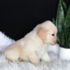 Image of Abby, a Golden Retriever puppy