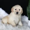 Image of Abby, a Golden Retriever puppy