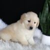 Image of Abby, a Golden Retriever puppy