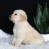 Image of Abby, a Golden Retriever puppy