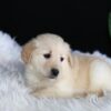 Image of Abby, a Golden Retriever puppy