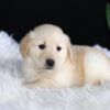 Image of Abby, a Golden Retriever puppy