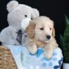 Image of Archie, a Golden Retriever puppy