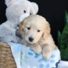 Image of Archie, a Golden Retriever puppy