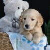 Image of Archie, a Golden Retriever puppy