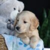 Image of Archie, a Golden Retriever puppy