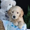 Image of Archie, a Golden Retriever puppy