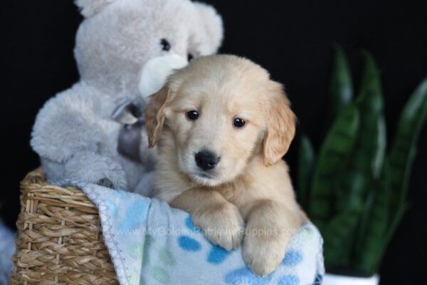 Image of Archie, a Golden Retriever puppy