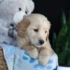 Image of Archie, a Golden Retriever puppy