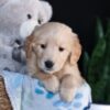 Image of Archie, a Golden Retriever puppy