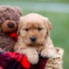 Image of Amber, a Golden Retriever puppy