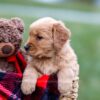 Image of Amber, a Golden Retriever puppy