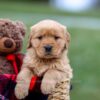 Image of Amber, a Golden Retriever puppy