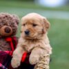 Image of Amber, a Golden Retriever puppy