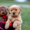 Image of Amber, a Golden Retriever puppy