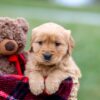 Image of Amber, a Golden Retriever puppy