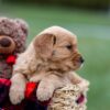 Image of Amber, a Golden Retriever puppy