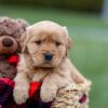 Image of Amber, a Golden Retriever puppy