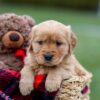 Image of Amber, a Golden Retriever puppy