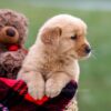 Image of Andre, a Golden Retriever puppy