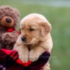 Image of Andre, a Golden Retriever puppy