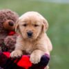 Image of Andre, a Golden Retriever puppy