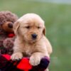 Image of Andre, a Golden Retriever puppy