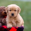 Image of Andre, a Golden Retriever puppy