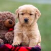 Image of Andre, a Golden Retriever puppy