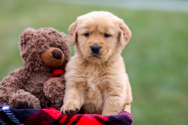 Image of Andre, a Golden Retriever puppy