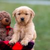 Image of Andre, a Golden Retriever puppy