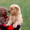 Image of Andre, a Golden Retriever puppy