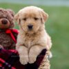 Image of Ansel, a Golden Retriever puppy