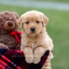 Image of Ansel, a Golden Retriever puppy