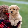 Image of Ansel, a Golden Retriever puppy