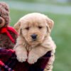 Image of Ansel, a Golden Retriever puppy