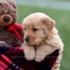 Image of Ansel, a Golden Retriever puppy