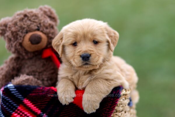 Image of Ansel, a Golden Retriever puppy