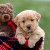 Image of Ansel, a Golden Retriever puppy