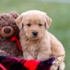 Image of Ansel, a Golden Retriever puppy