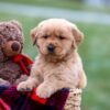 Image of Arnold, a Golden Retriever puppy